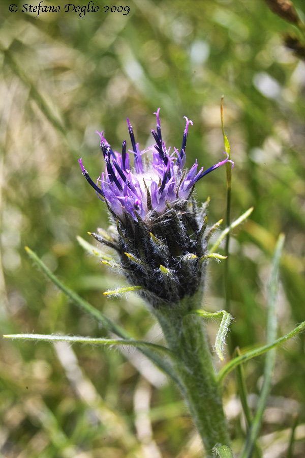 Saussurea pygmaea / Sassurea pigmea